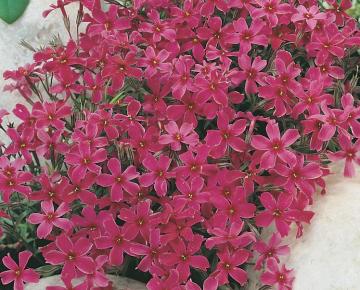 Phlox subulata 'Atropurpurea'
