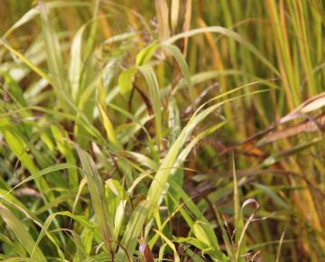 Phragmites australis