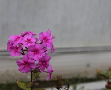 Phlox amplifolia 'Winnetou'