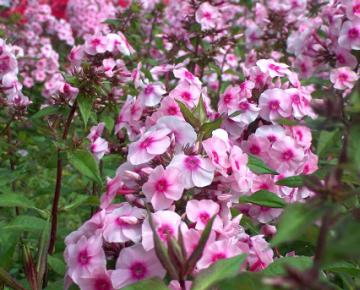Phlox paniculata 'Bright Eyes'