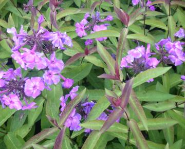 Phlox paniculata 'Blue Paradise'