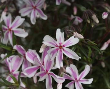 Phlox subulata 'Candy Stripes'