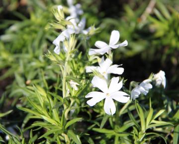 Phlox subulata 'Calvides White'