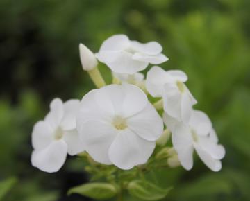 Phlox paniculata 'David'