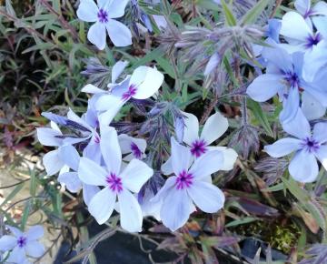 Phlox divaricata 'Chattahoochee'