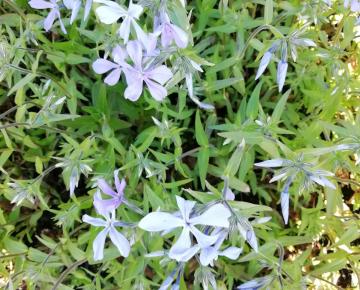 Phlox divaricata 'Clouds of Perfume'