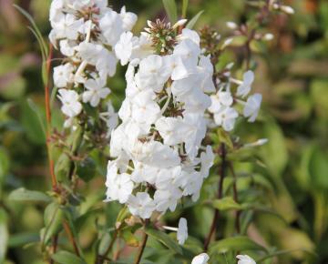 Phlox maculata 'Delta'