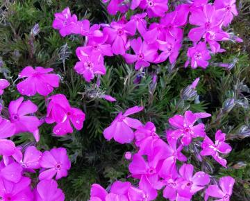 Phlox douglasii 'McDaniel's Cushion'
