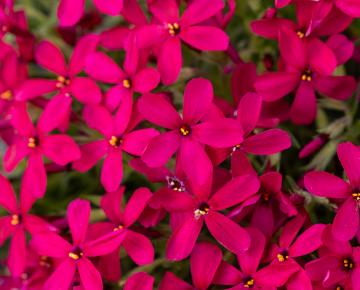Phlox douglasii 'Ochsenblut'
