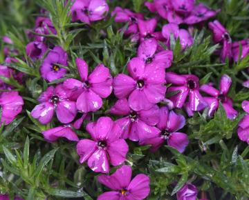 Phlox douglasii 'Red Admiral'