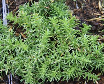 Phlox douglasii 'White Admiral'