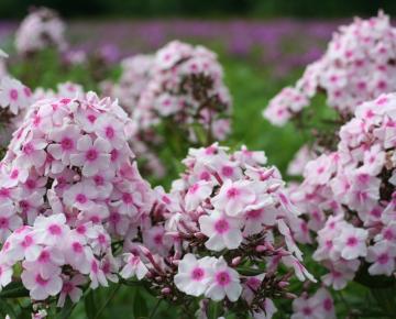 Phlox paniculata 'Europa'