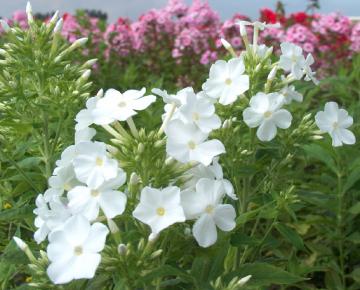 Phlox paniculata 'Fujiyama'