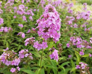 Phlox paniculata 'Hesperis'
