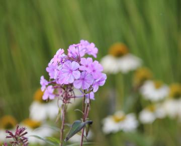 Phlox maculata 'Rosalinde'