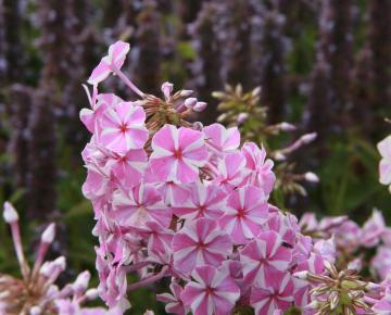 Phlox maculata 'Natasha'