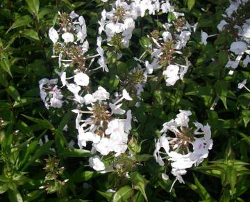 Phlox maculata 'Omega'