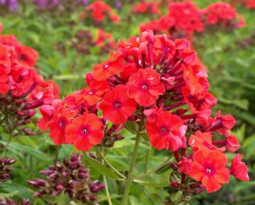 Phlox paniculata 'Orange Perfection'
