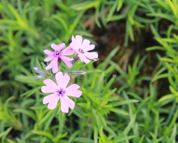 Phlox subulata 'Purple Beauty'