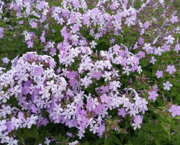 Phlox paniculata 'Dixter'