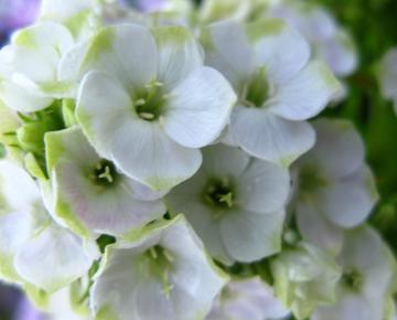Phlox paniculata 'Jade'