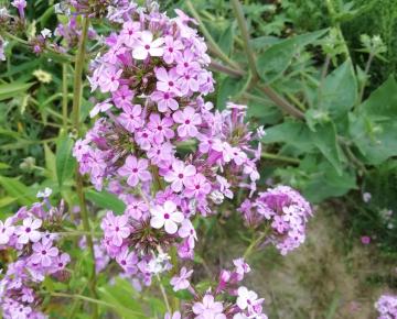 Phlox paniculata 'Jeana'