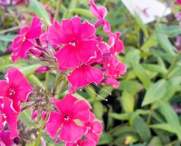 Phlox paniculata 'Kirchenfürst'
