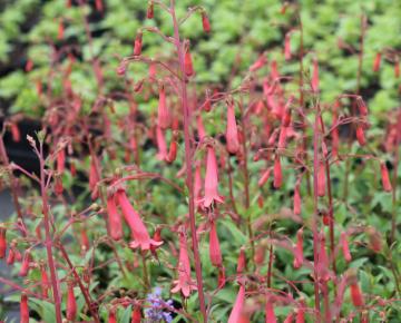 Phygelius rectus 'African Queen'