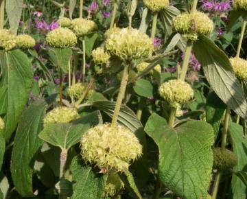 Phlomis russeliana