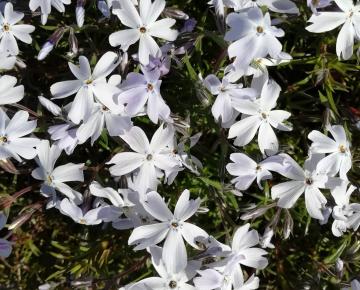 Phlox subulata 'G.F.Wilson'