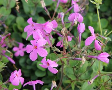 Phlox stolonifera 'Home Fires'