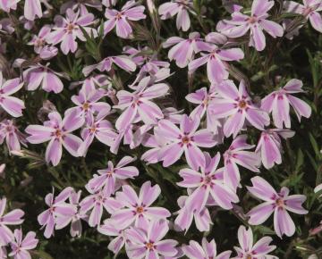 Phlox subulata 'Kimono Pink-White'