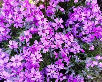 Phlox subulata 'Samson'