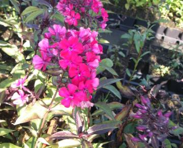 Phlox paniculata 'Starfire'