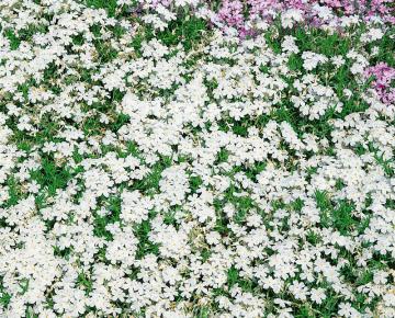 Phlox subulata 'White Delight