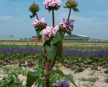 Phlomis tuberosa 'Amazone'