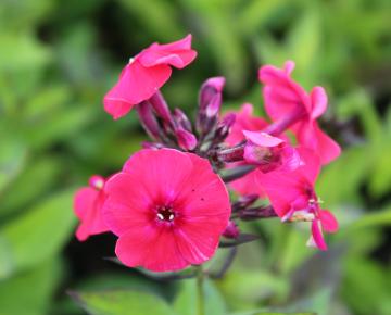 Phlox paniculata 'Tenor'
