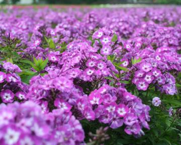 Phlox paniculata 'Uspech' ('Laura')