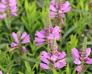Physostegia virginiana 'Bouquet Rose'