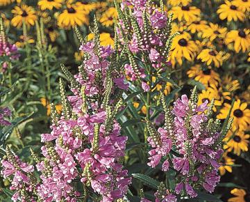 Physostegia virginiana 'Rosea'