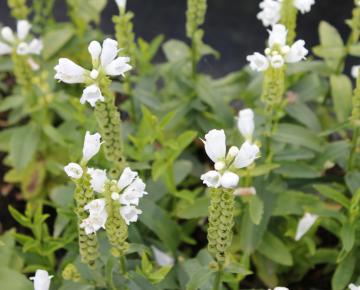 Physostegia virginiana 'Summer Snow'