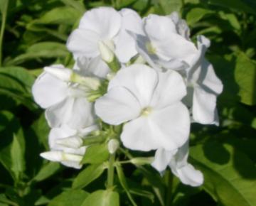 Phlox paniculata 'White Admiral'