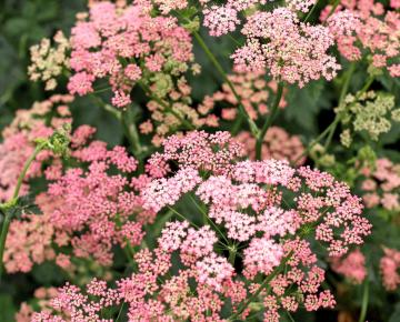 Pimpinella major 'Rosea'