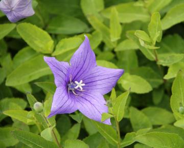 Platycodon grandiflorus 'Fuji Blue'