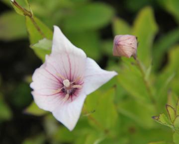 Platycodon grandiflorus 'Fuji Pink'