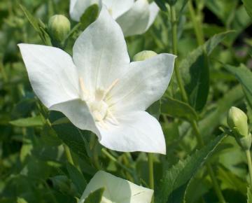 Platycodon grandiflorus 'Fuji White'