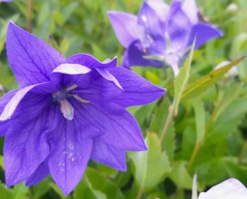 Platycodon grandiflorus 'Hakone Blue'