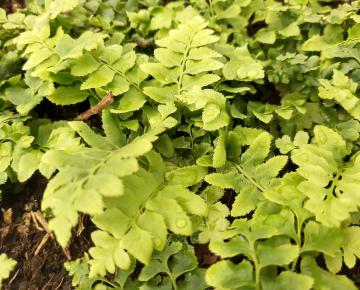 Polystichum acrostrichoides