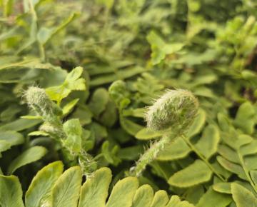 Polystichum acrostrichoides