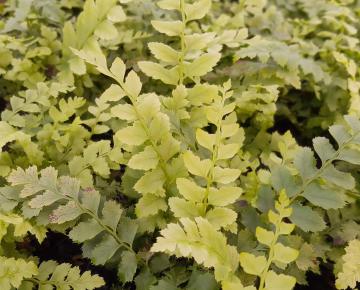 Polystichum aculeatum